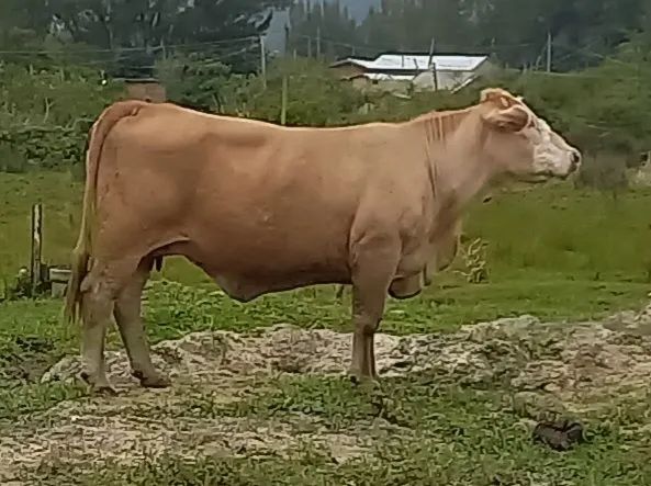 Vendo vaca de corte excelente genética.  - Foto 2