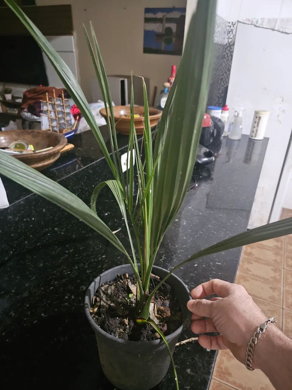 Rara Tâmara mudas fruto palmeira - Foto 2