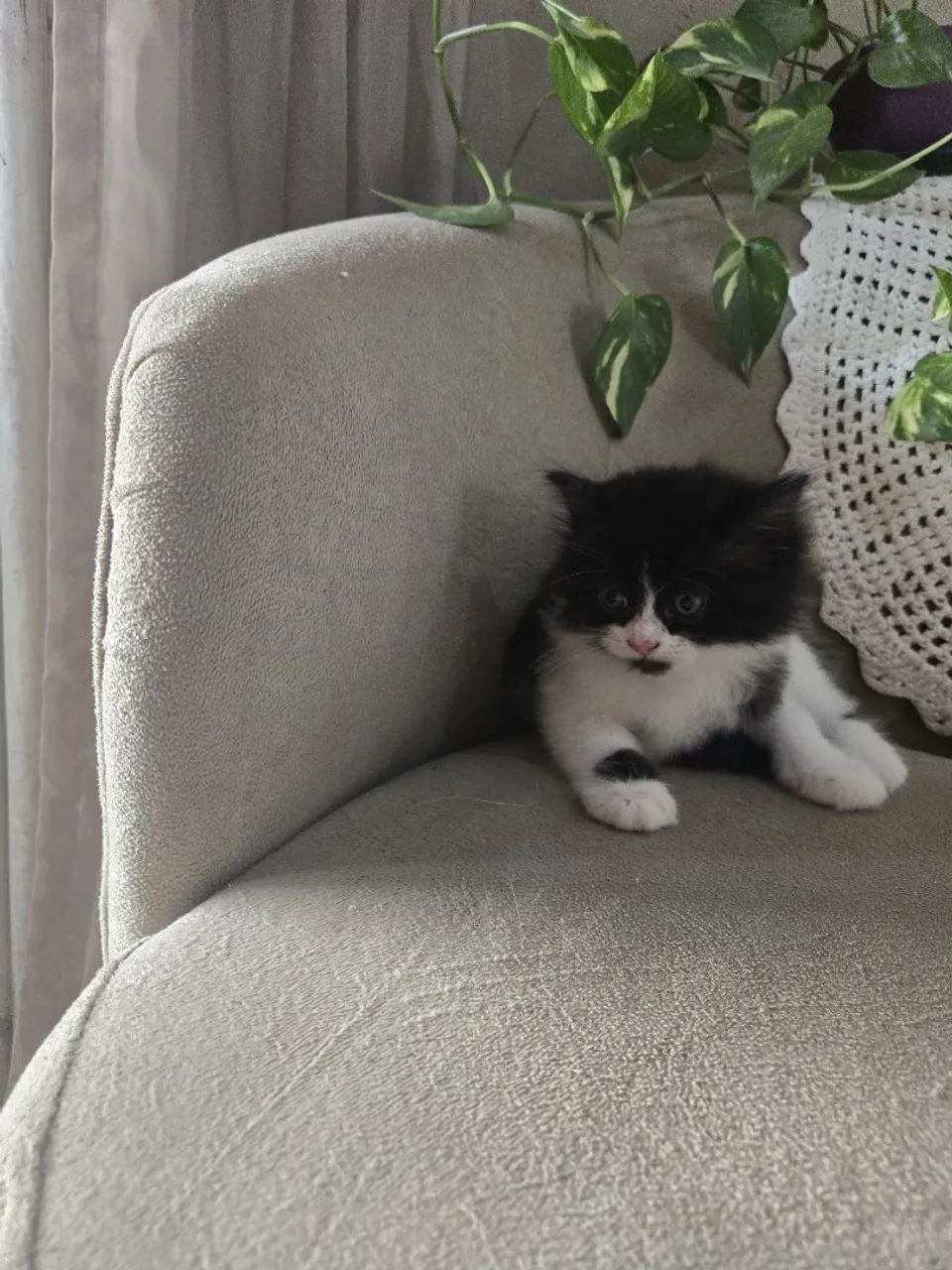 Filhote persa à venda!