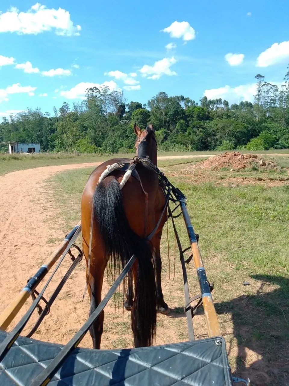 Venda ! Potro Puro Nacional - Foto 2