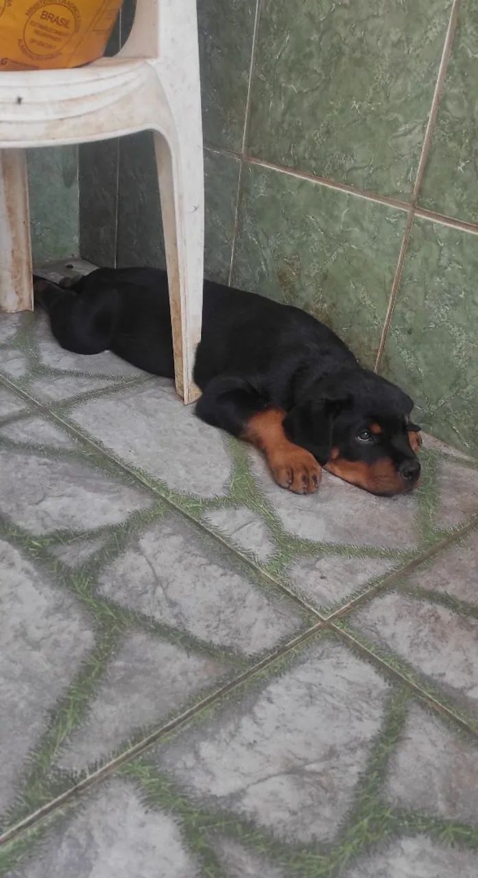 Filhote de Rottweiler