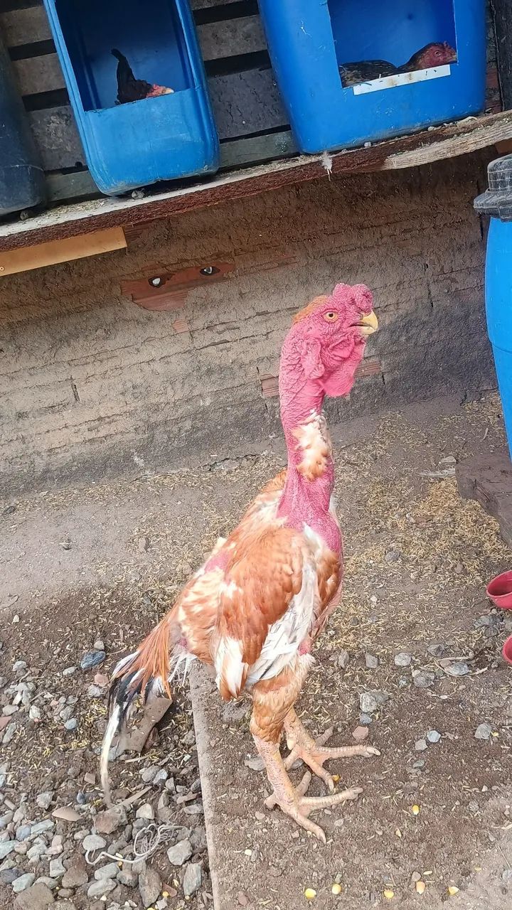 Frango asel bico curto  - Foto 5