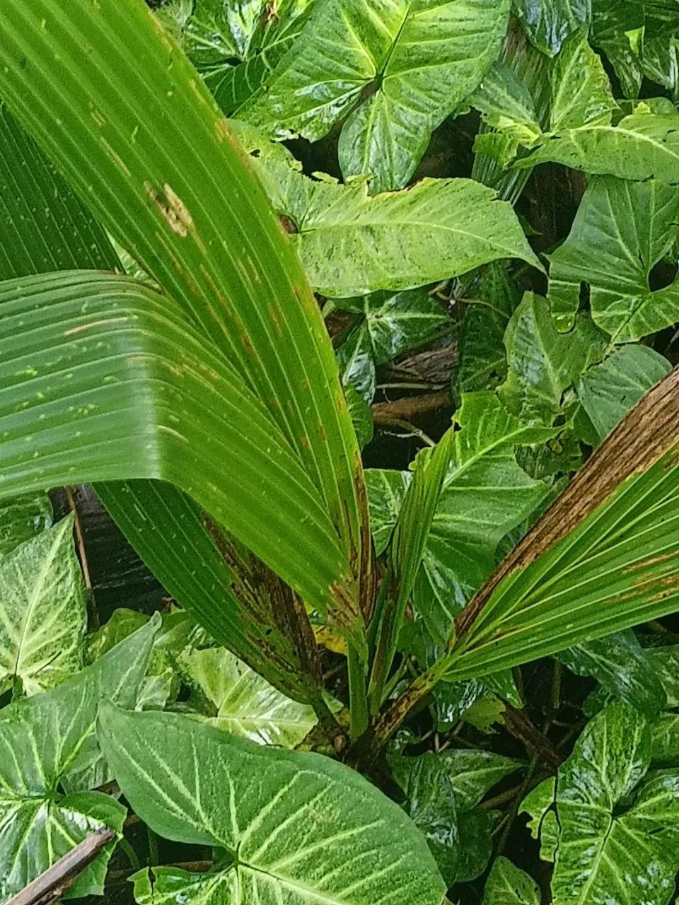 Vendas de muda de coqueiros  - Foto 2