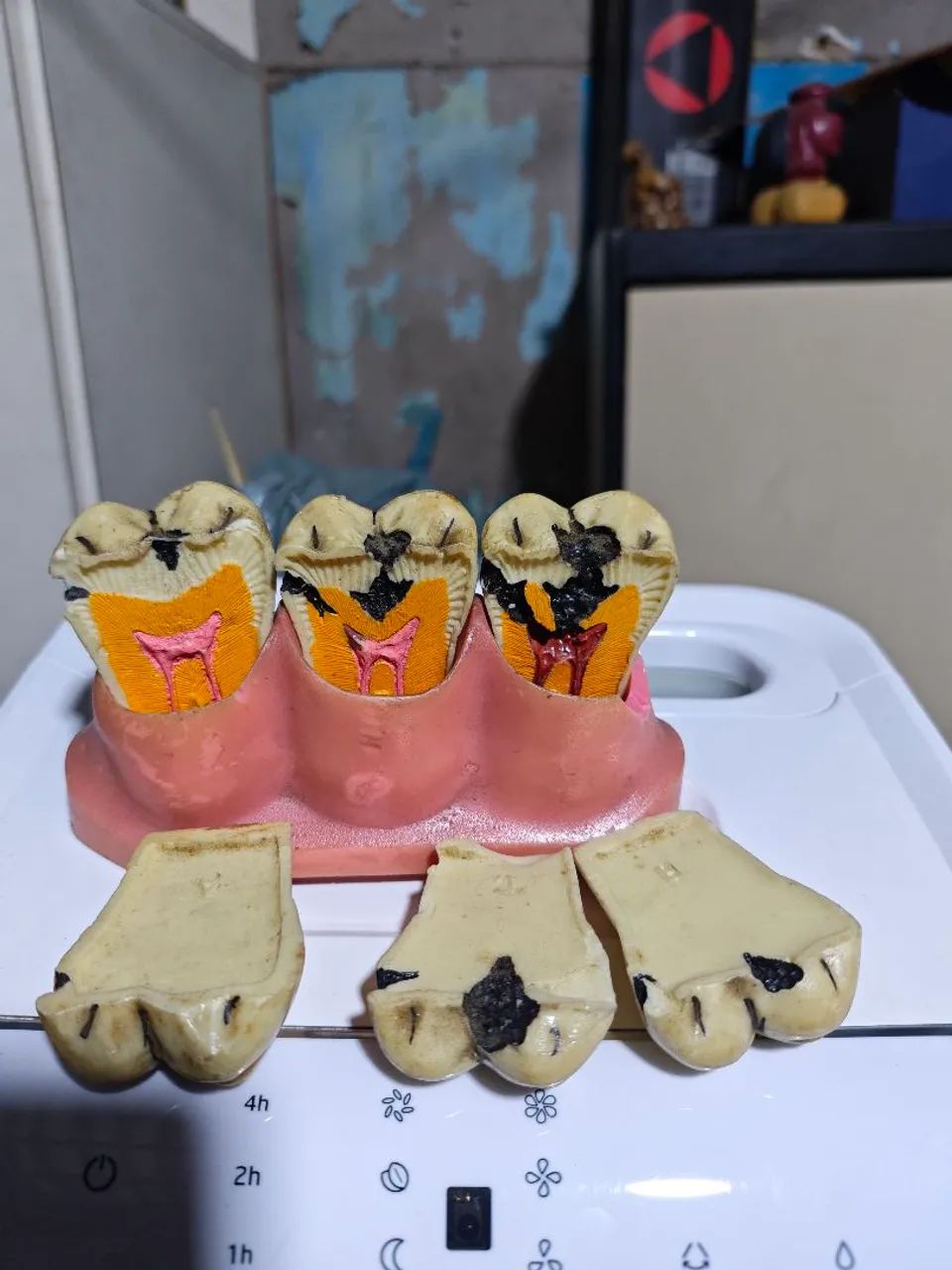 modelo odontologico - Foto 2