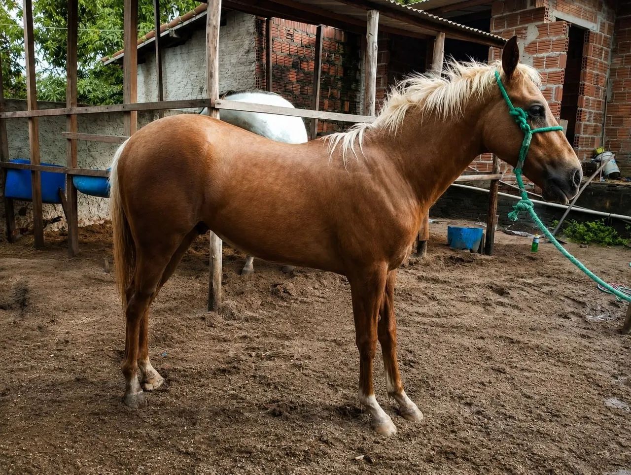 Potro a venda 5.000 - Foto 2