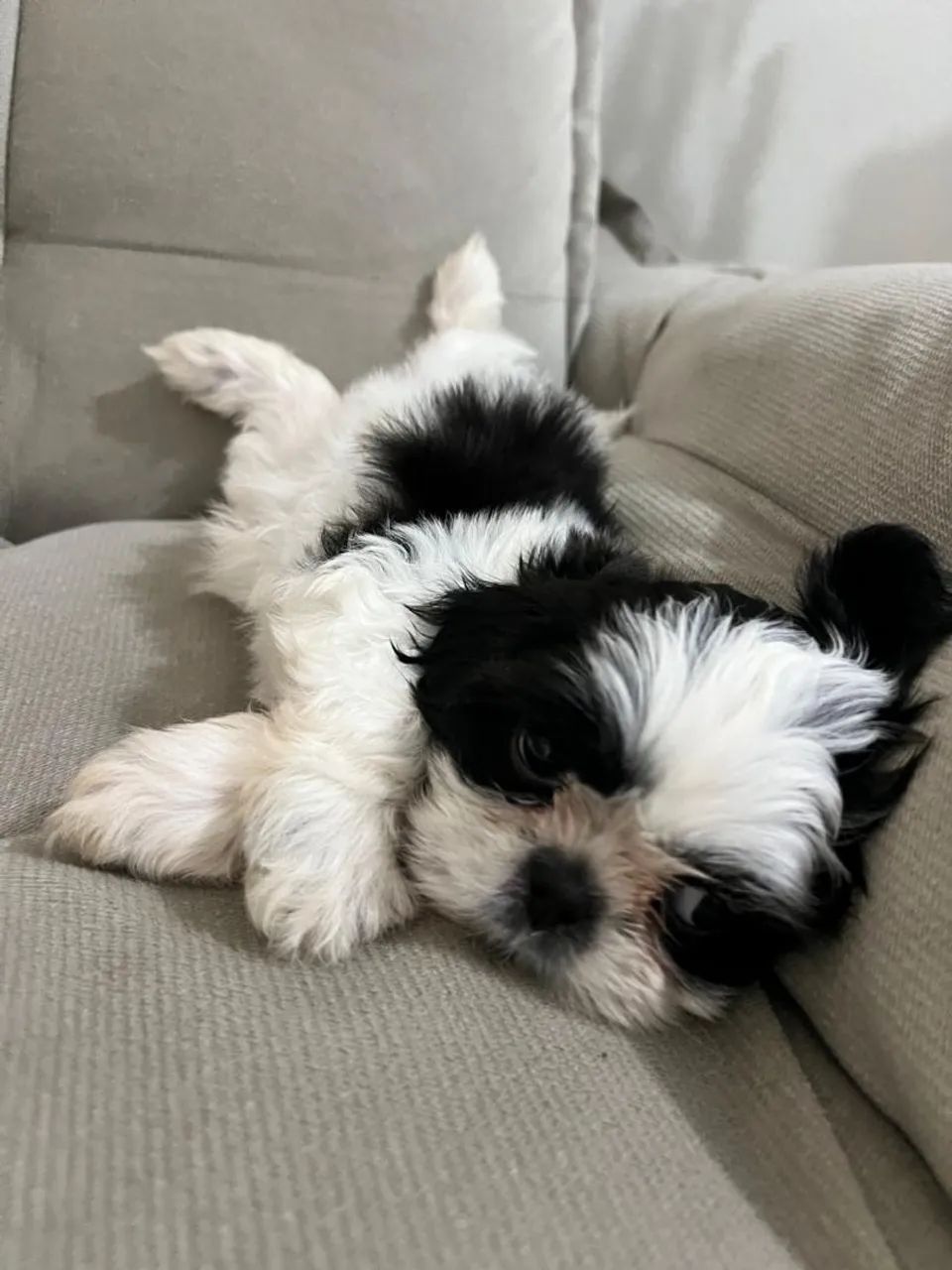 Shihtzu machinho 