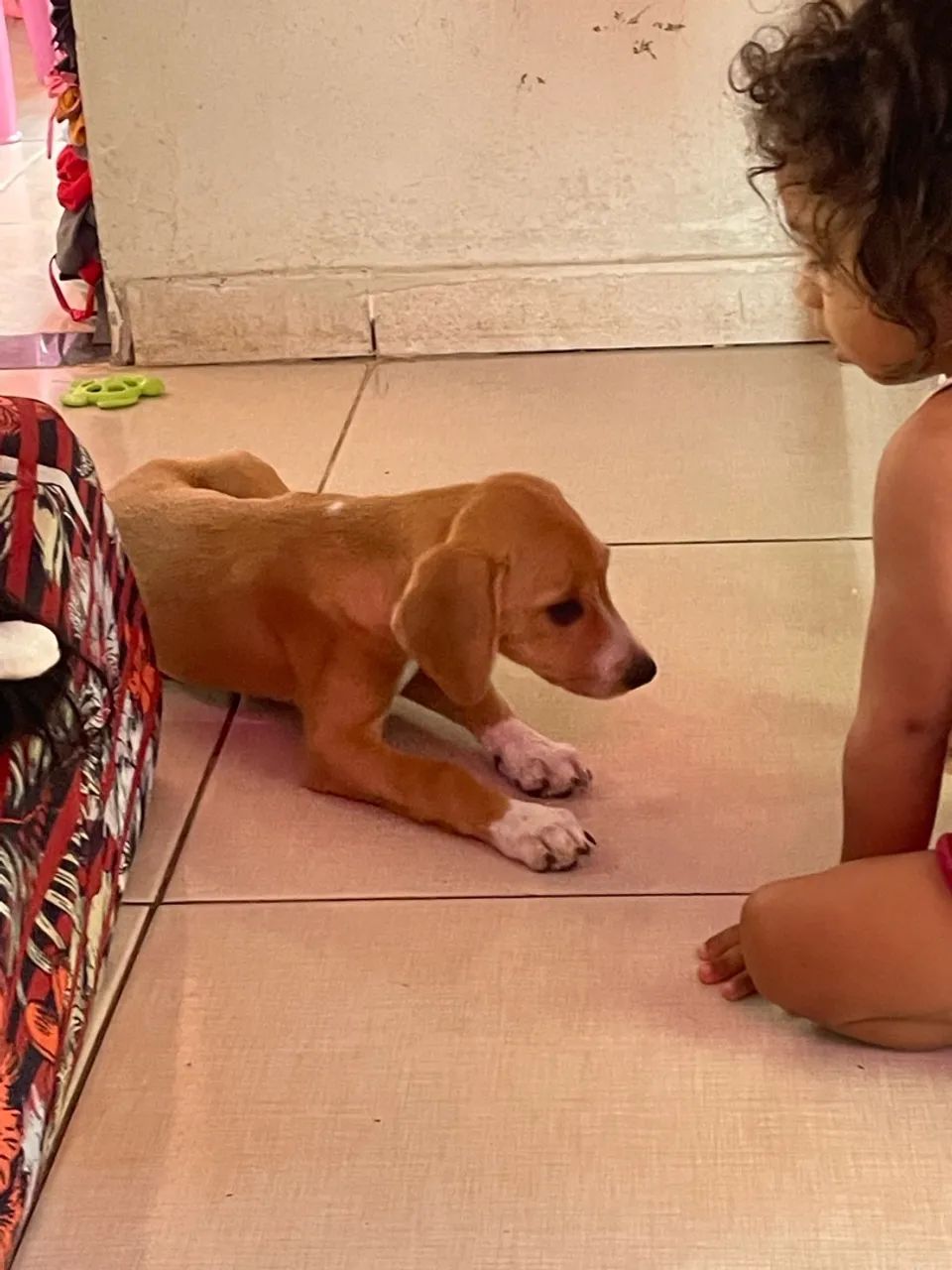 Cachorro  - Foto 2