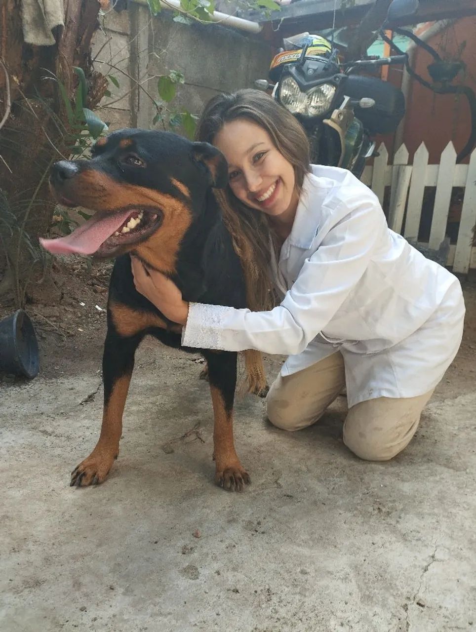 Rottweiler cabeça de touro 