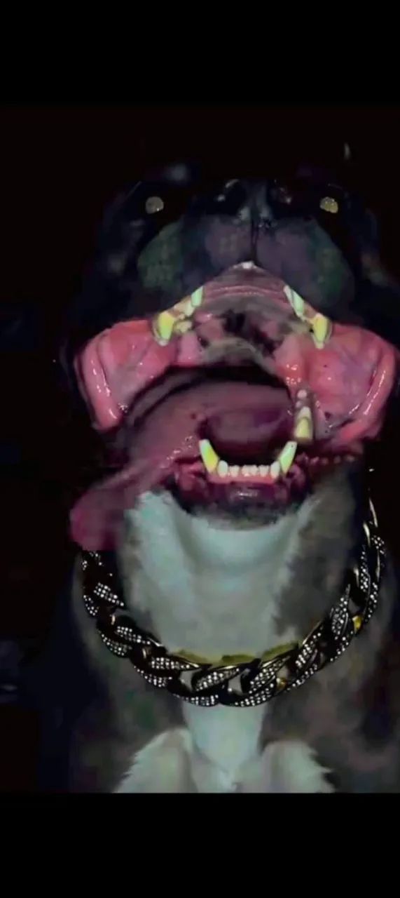 Filhotes de Pitbull 