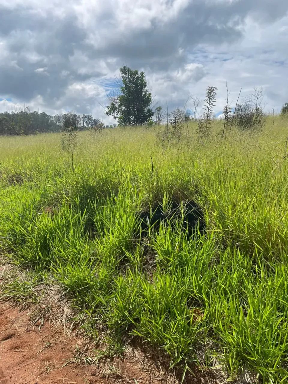 He Lotes planos, fácil Negociação! 600m² - Foto 4