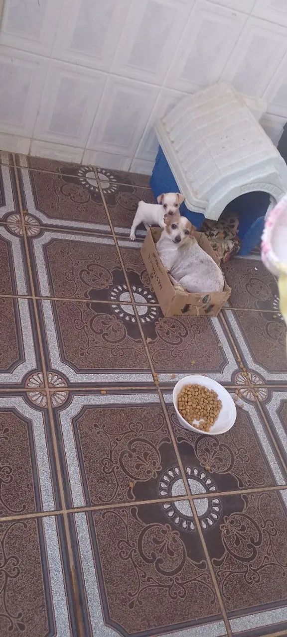 Pinscher 0 - Foto 4