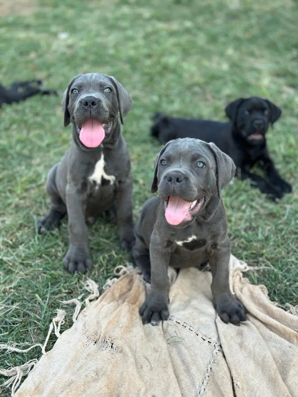 Filhotes de Cane Corso 
