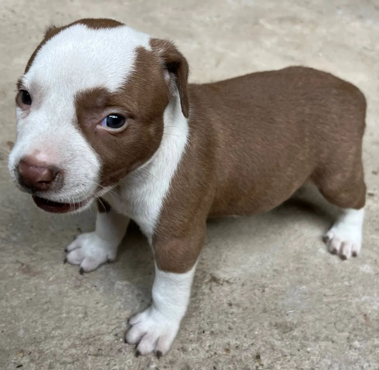 Pitbull original  - Foto 3