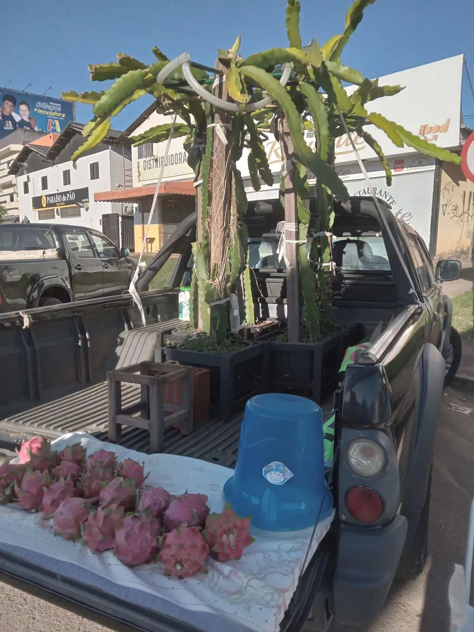 Pitaia Roxa Branca Amarela no Balde 