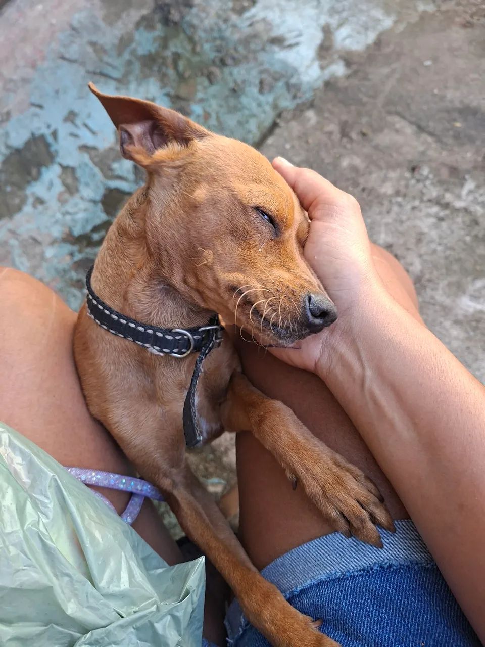 Doação  de cachorro Pischer - Foto 2