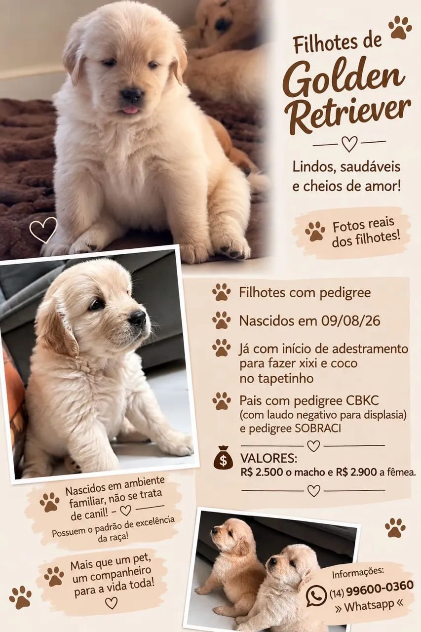 Golden Retriever com Microchip e Pedigree