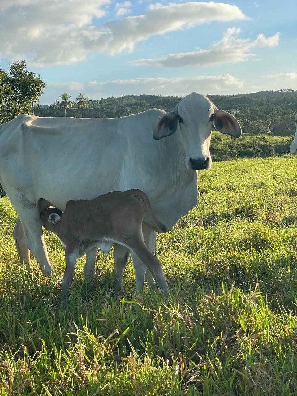 Vaca parida - Foto 2