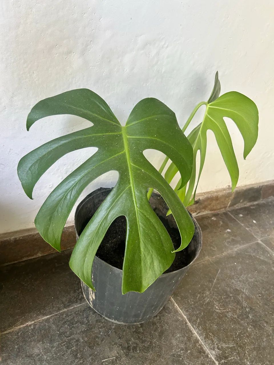 Vaso com planta 