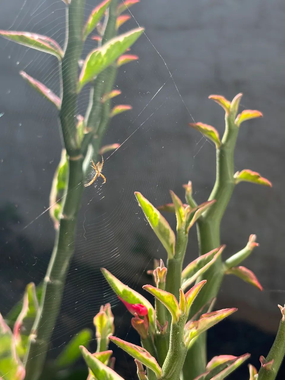 Mudas de plantas - Uberlândia