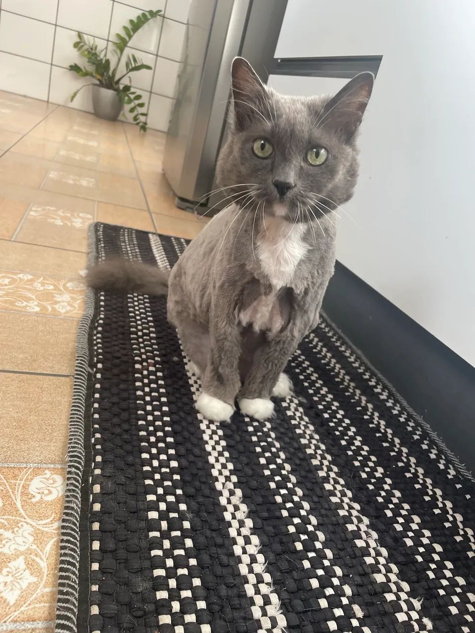 Cuidadora de Pets e Passeadora de Cães  - Foto 3
