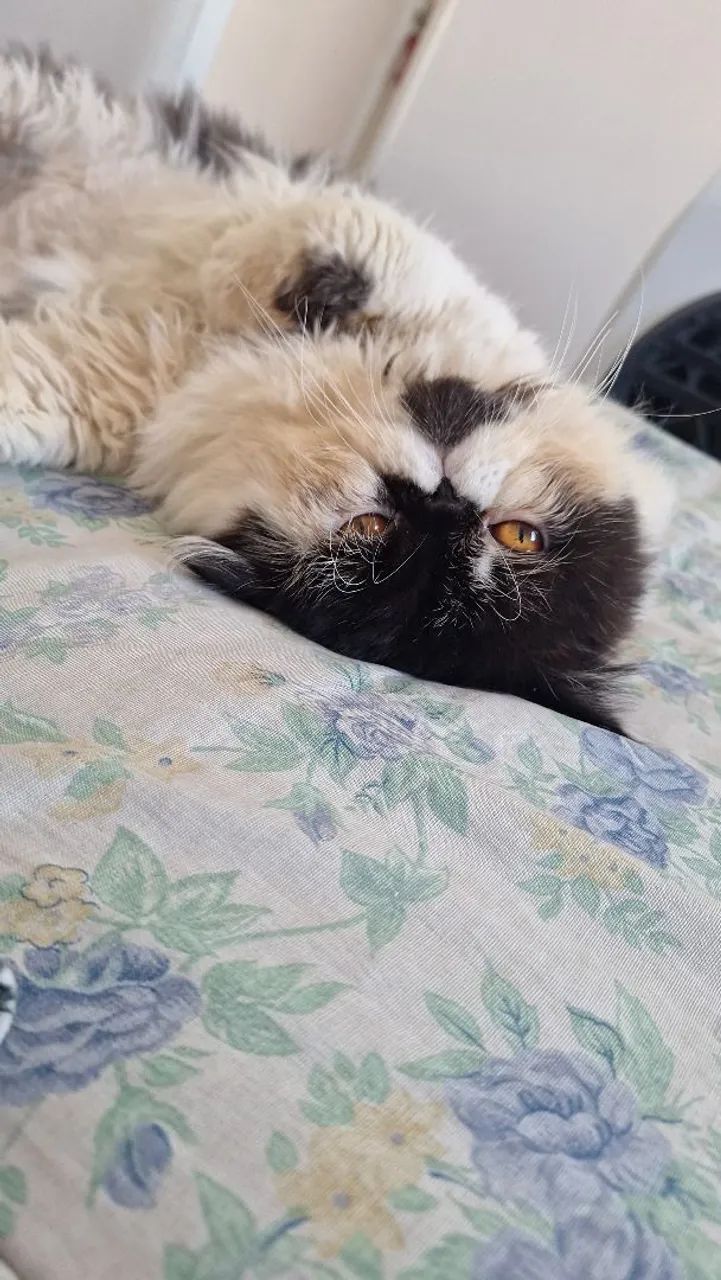Gato persa macho