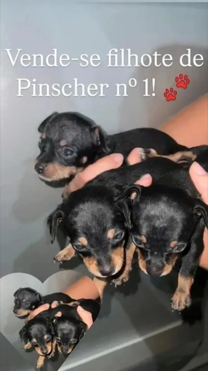 Vende-se Pinscher nº 1!