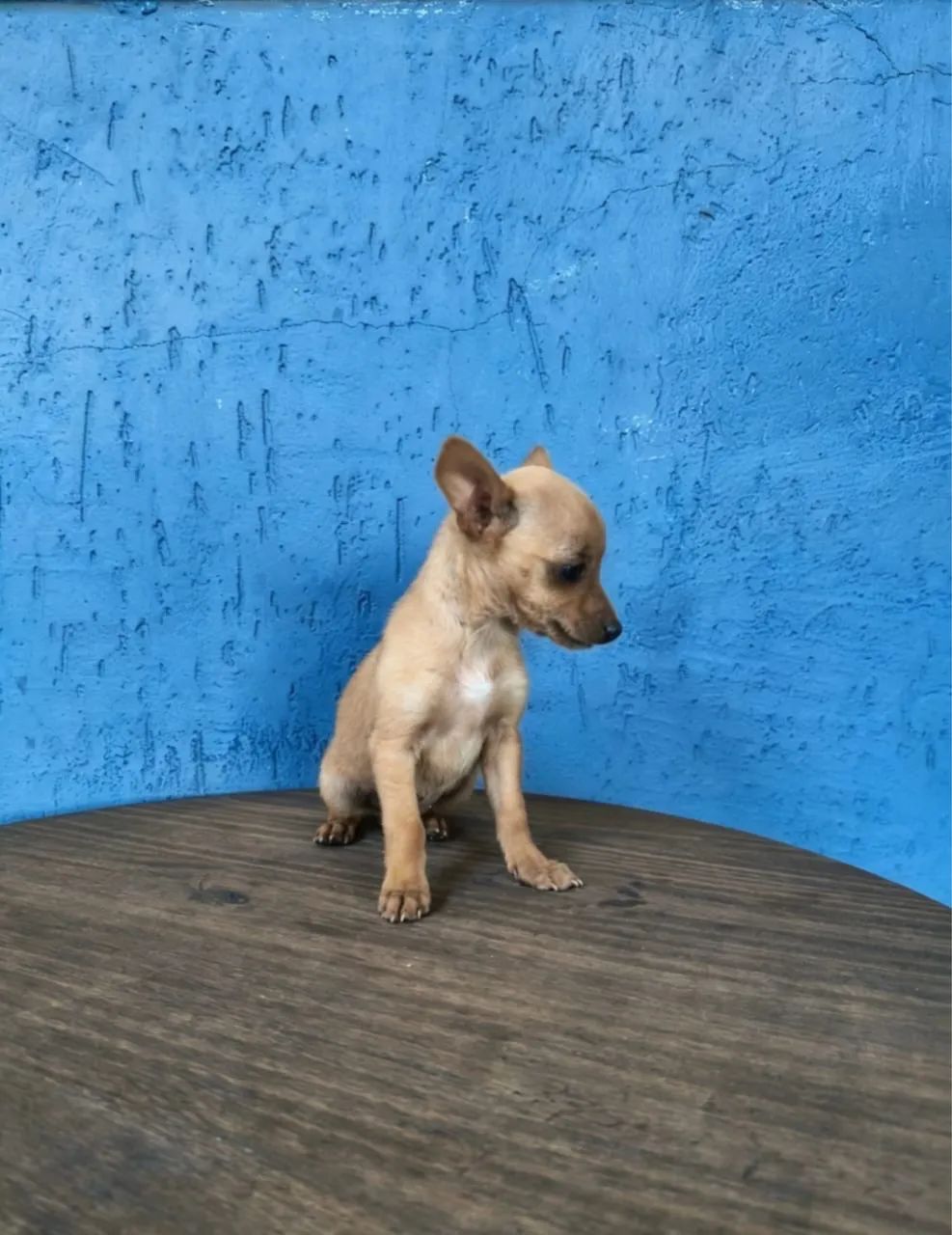 Pinscher mini a venda 