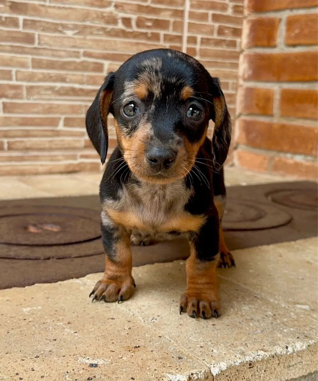Dachshund Kaninchen - Pequeno e Elegante - Foto 2