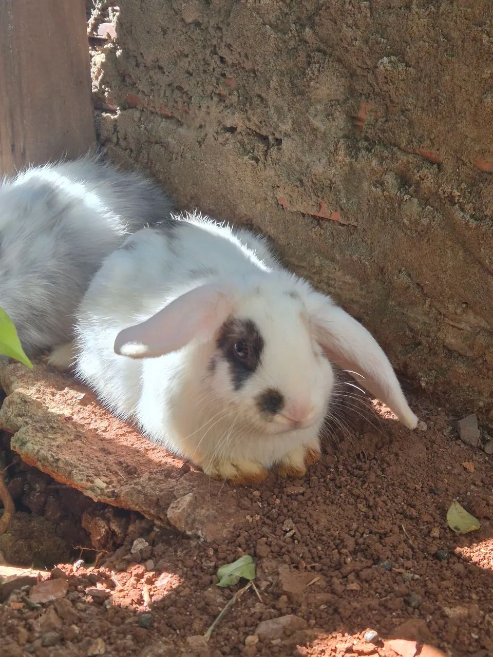 Vende-se coelho mini lop fêmea 