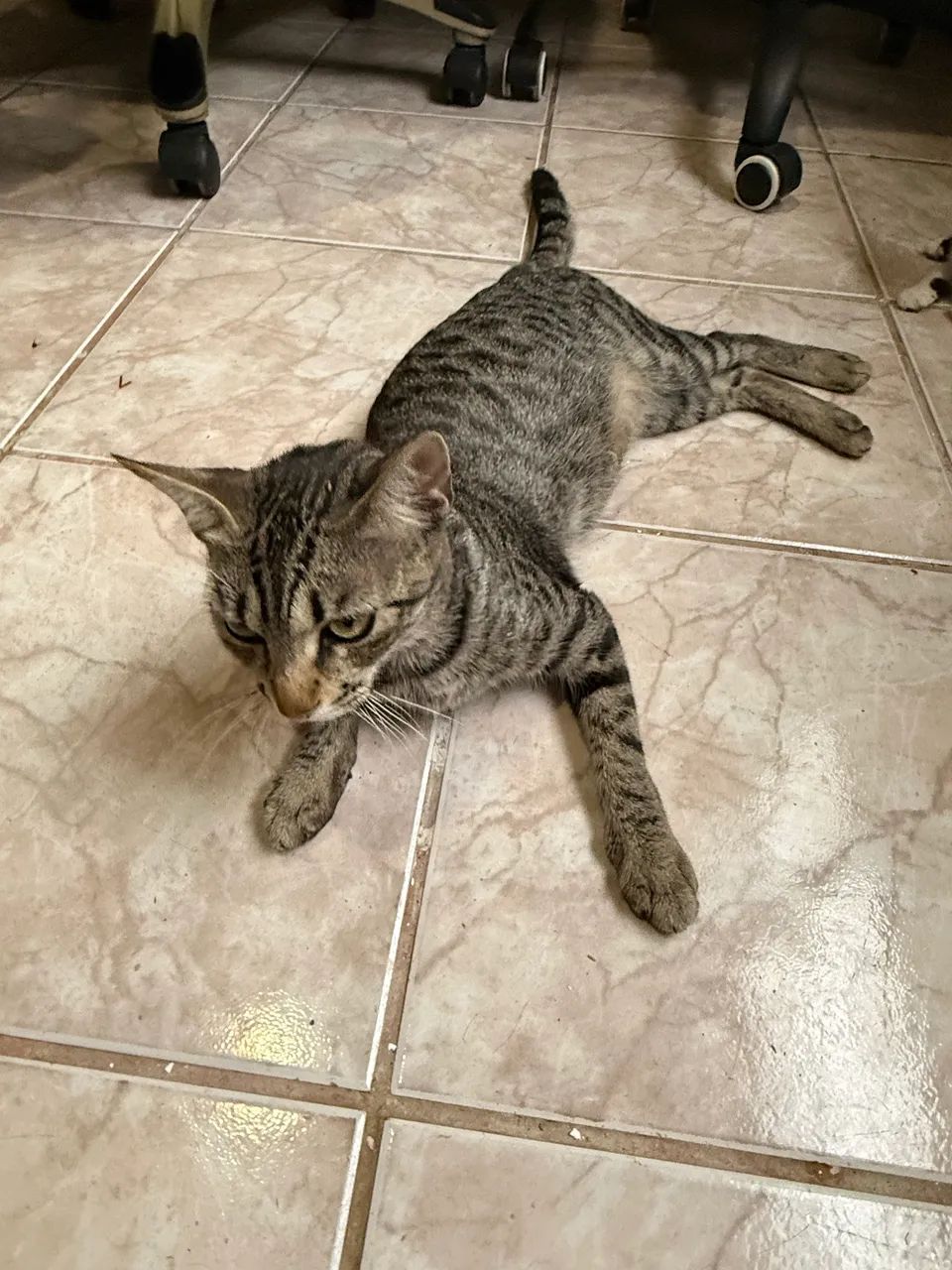 Gatinhos machos e gata para doação  - Foto 3