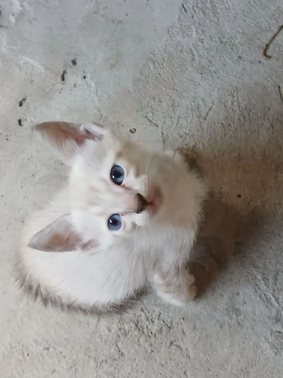 Doação de gatos - Foto 3