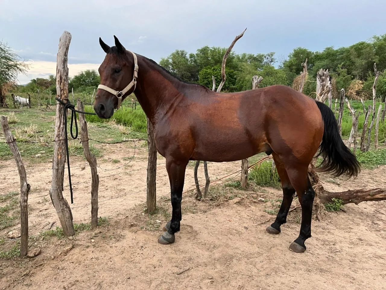 Cavalo de direita - Foto 3