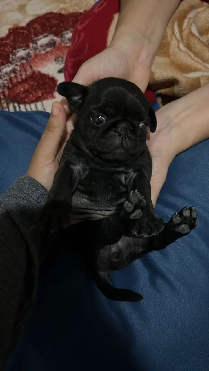 Pug Fêmea e Macho. - Foto 4