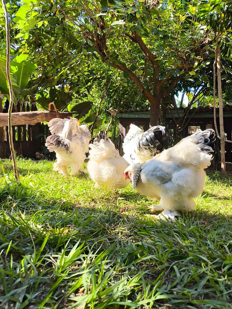 Ovos de galinha Brahma light 