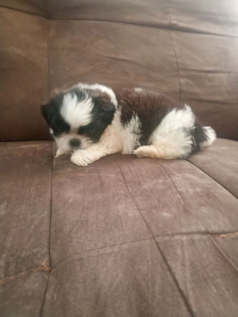 Cachorra sthizu  - Foto 5