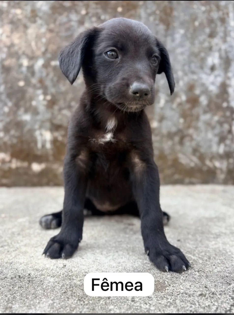 Doação de filhotes de cachorro - Foto 3