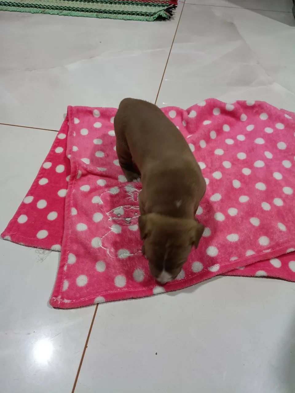 Pit monster macho - Foto 2