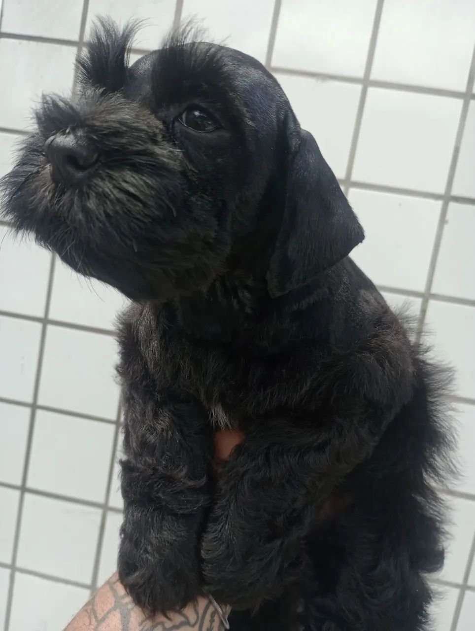 Schnauzer Miniatura macho  - Foto 5