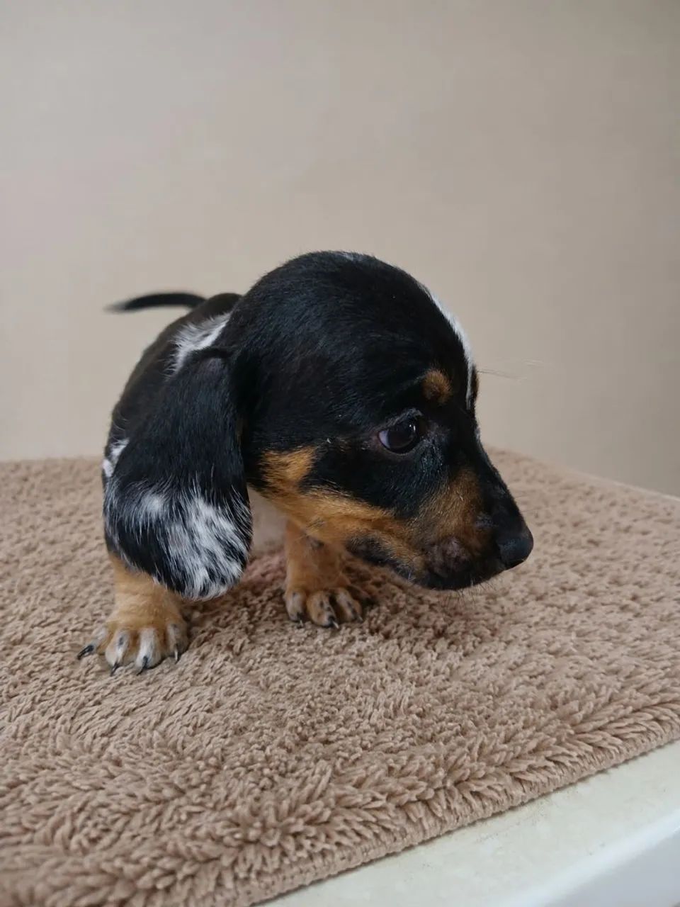 Venda Daschund  *  - Foto 3