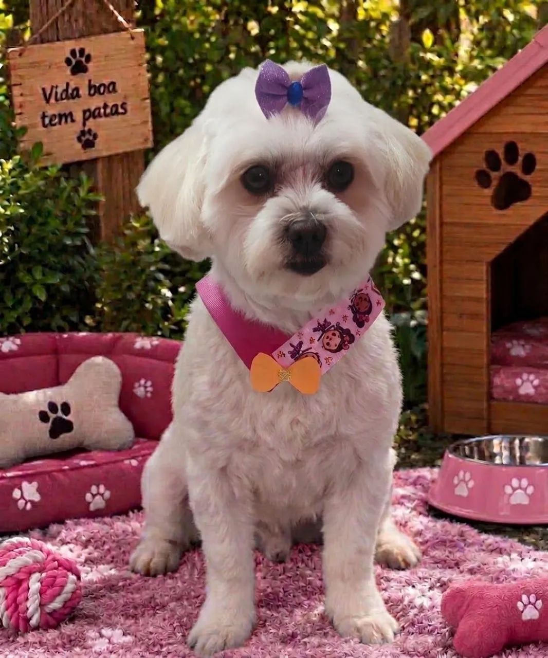 Acessórios pet - Foto 5