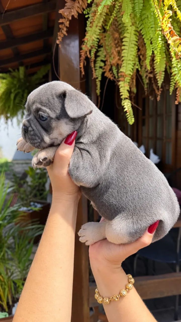 BULLDOG FRANCÊS - Foto 2