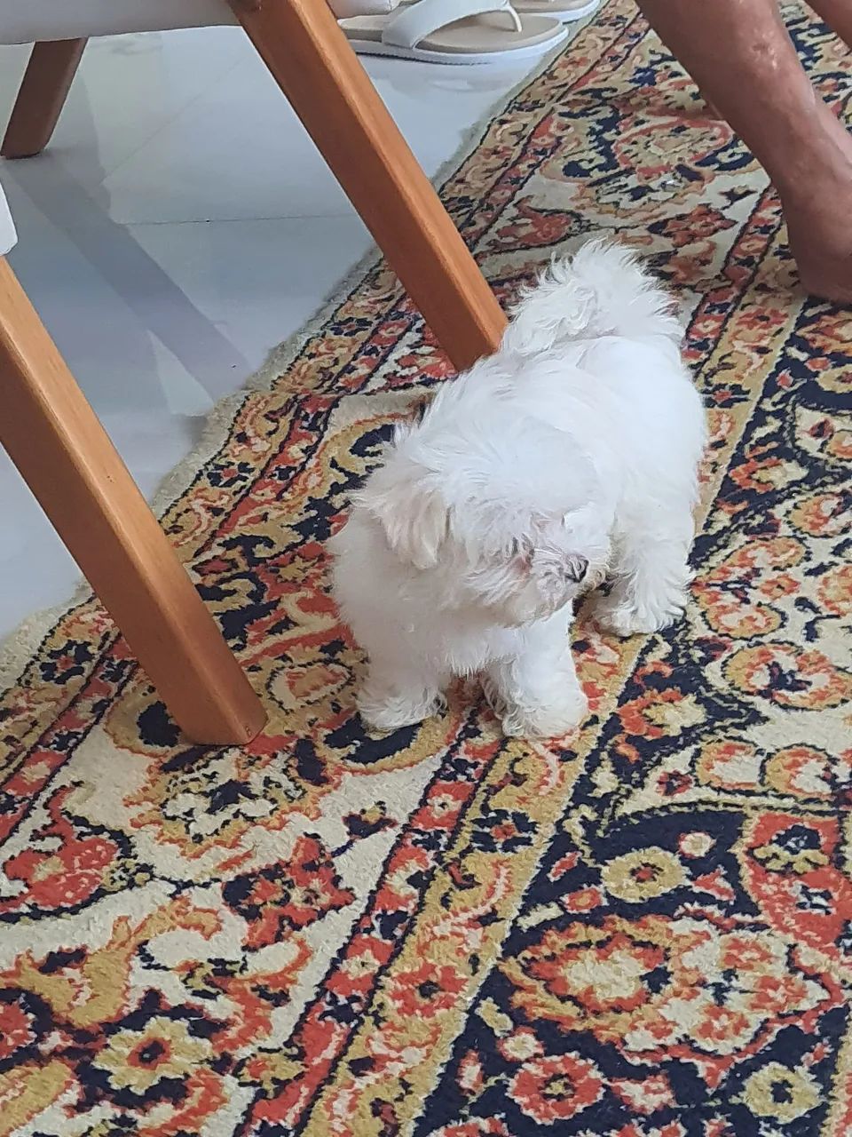 Maltês  - Foto 4
