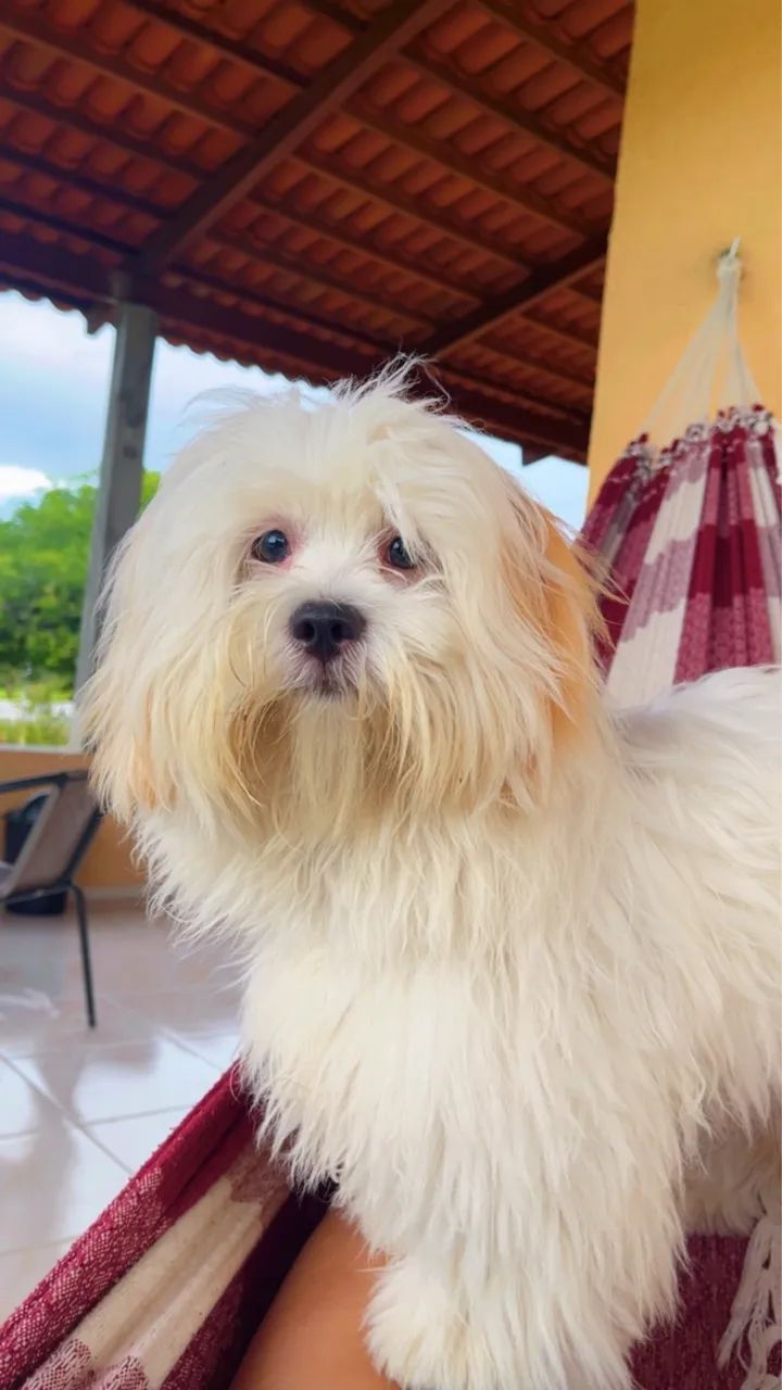 Lhasa Apso para cruzar  - Foto 4