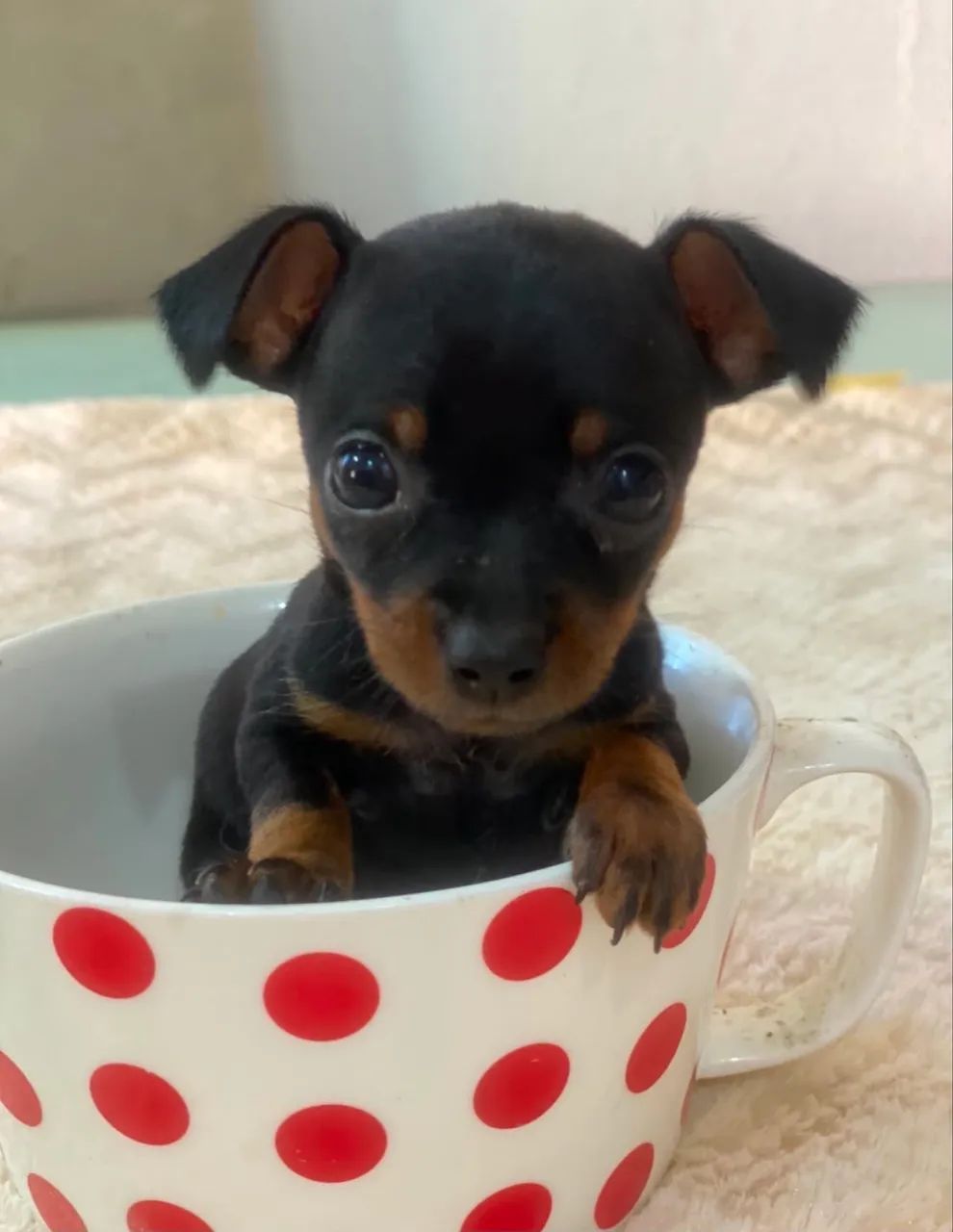 Fêmea de Pinscher 00