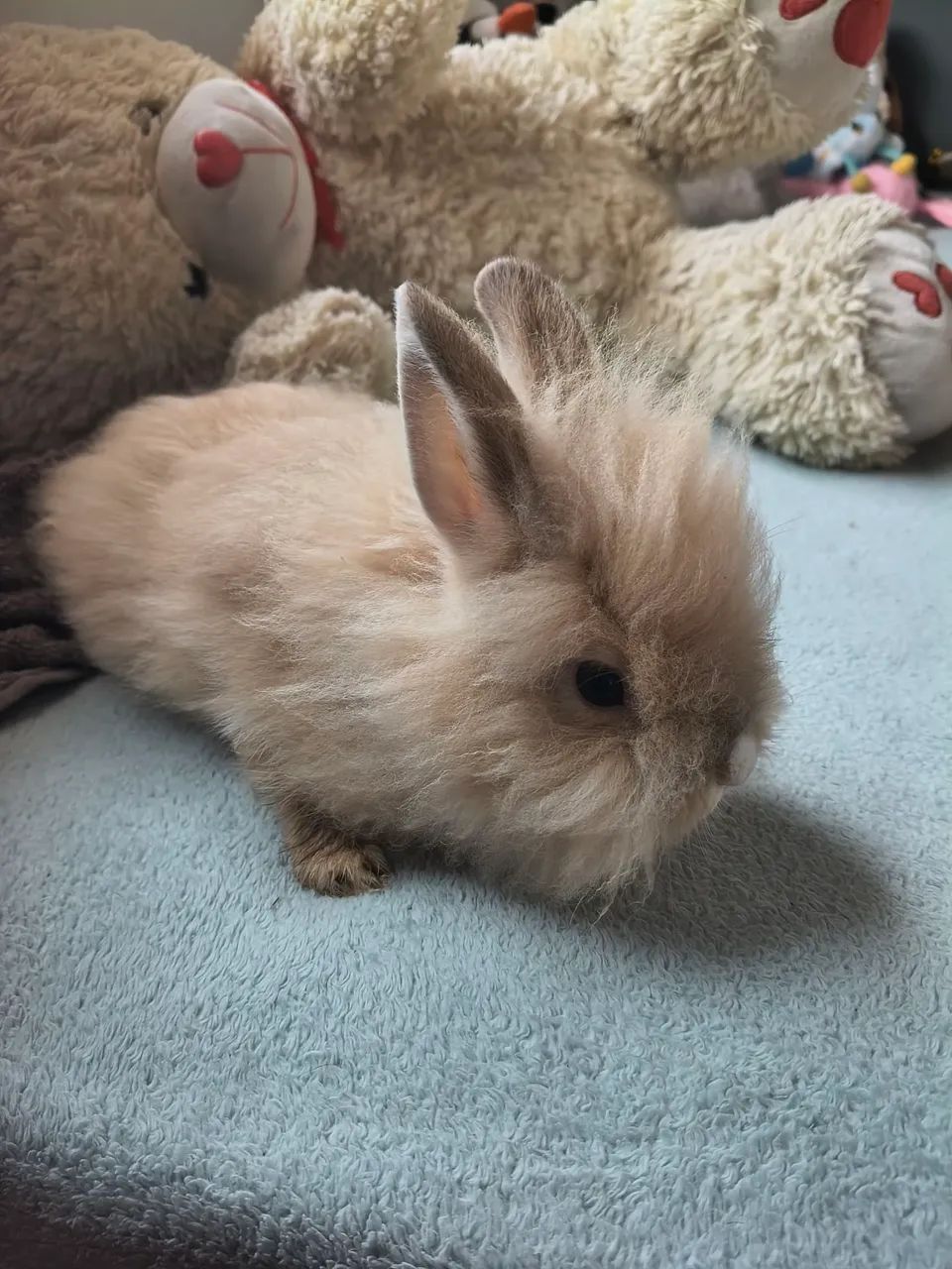 Coelho Mini Lion  - Foto 2