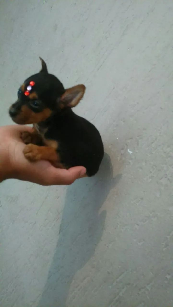 Miudinho pinscher zero com garantia  - Foto 2