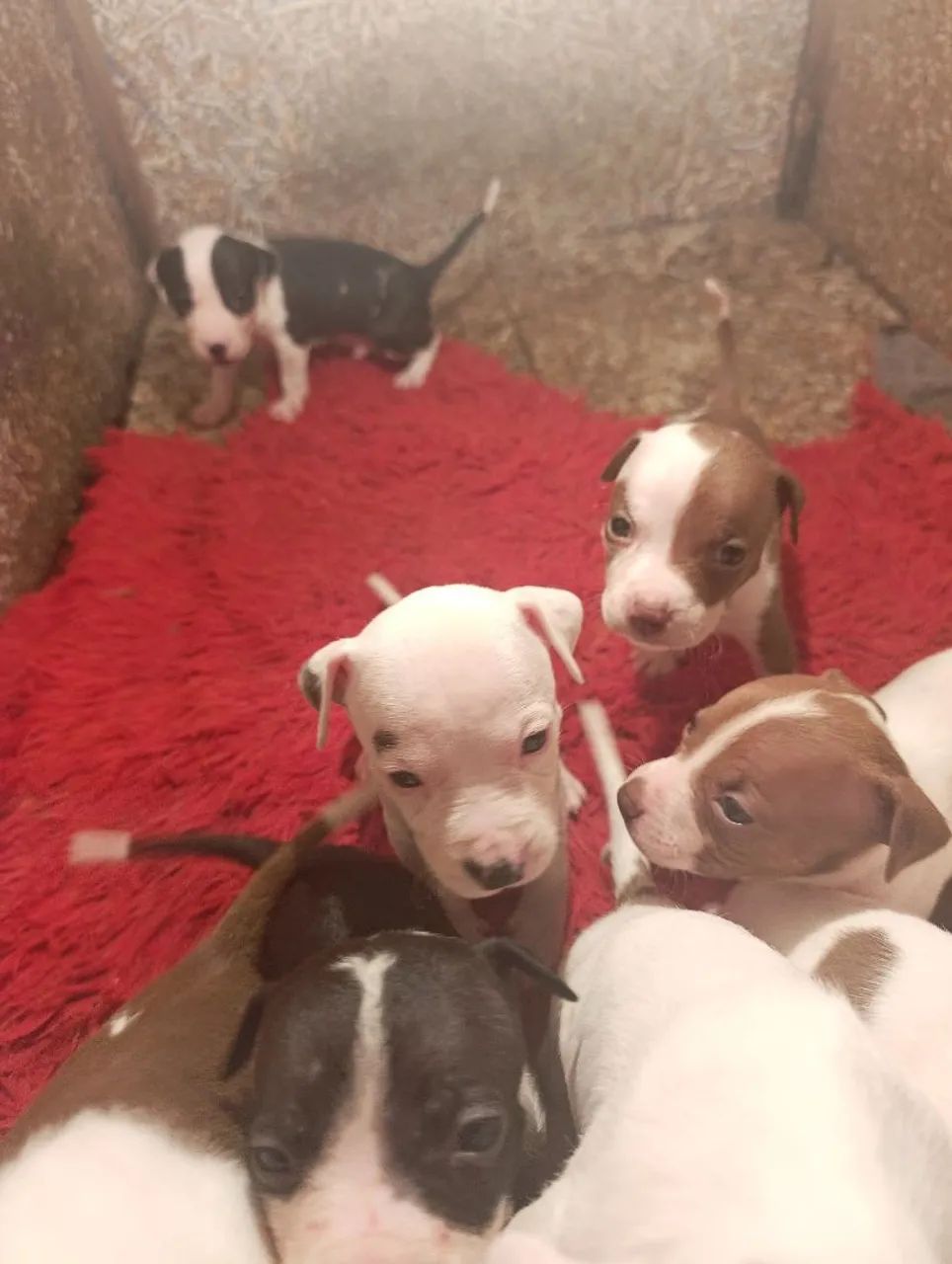 Vendo filhotes de Pitbull  - Foto 2