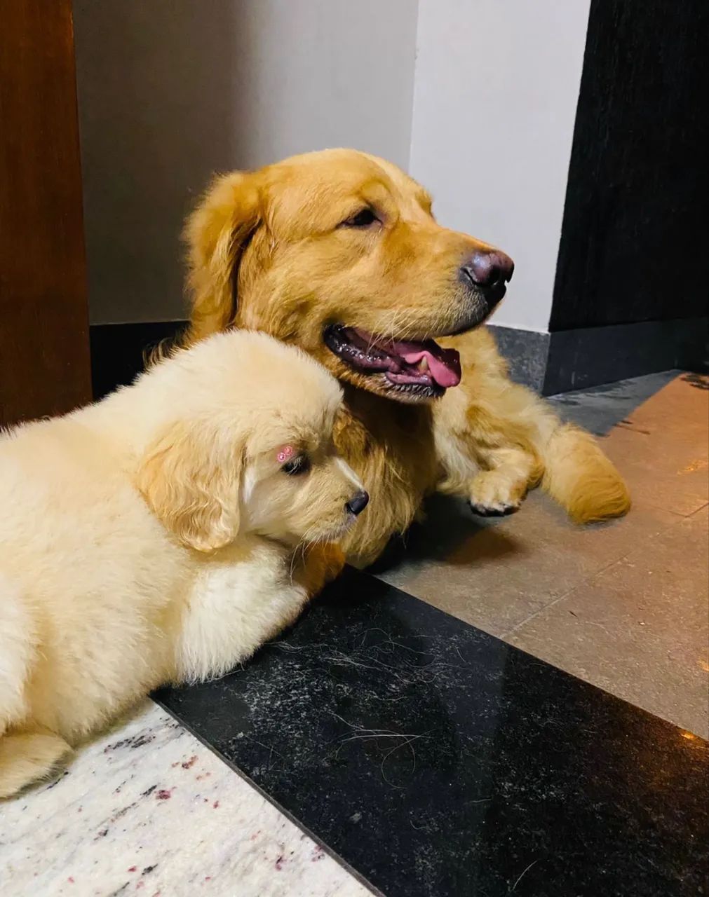 Golden - Foto 3