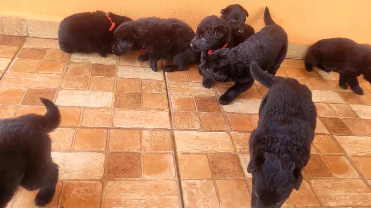 Animais