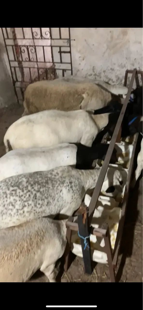 Vende-se ovelhas e carneiros  - Foto 4